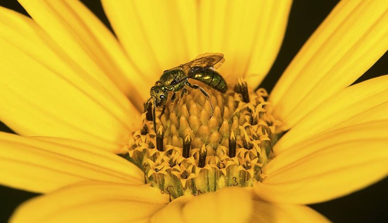 Liječnik u Tajvanu pronašao četiri pčele koje su živjele u oku žene